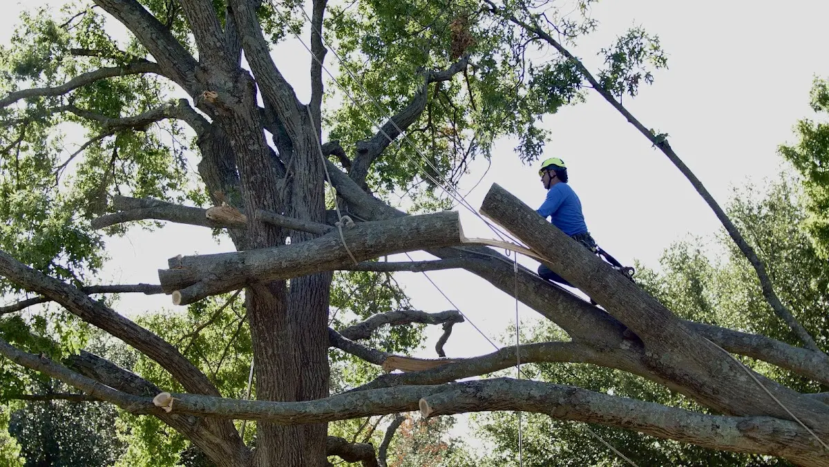 Professional Crown Thinning performed by certified arborists in Kingsville
